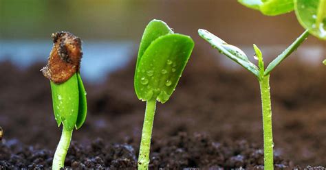 How to germinate a seed. Things To Know About How to germinate a seed. 